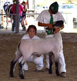 Supreme Champion Registered Ewe, 2014 Merced Fair