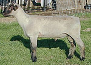 Diarmani