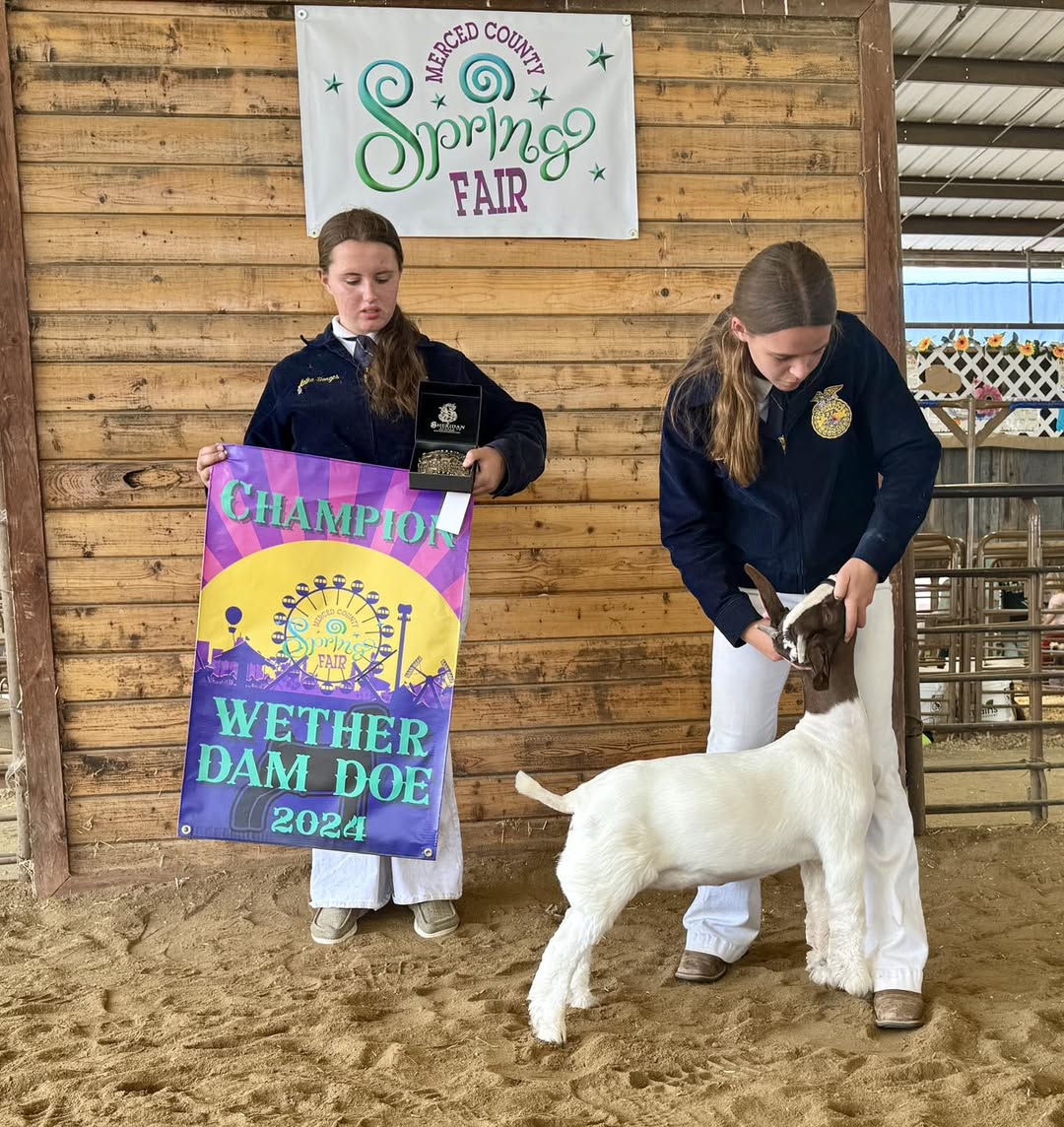 Champion Wether Dam Doe, 2024 Los Banos Spring Fair Champion Wether Dam Doe, 2024 Los Banos Spring Fair